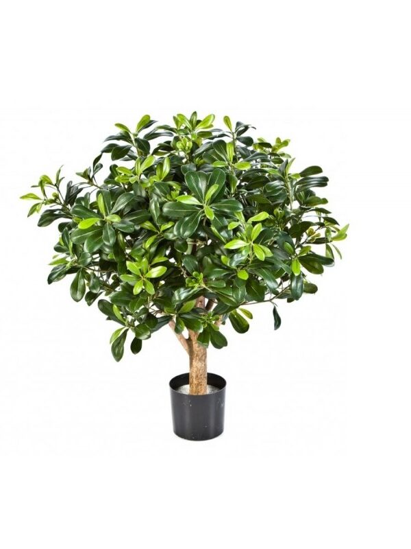 PITTISPORUM BALL TREE - 65CM