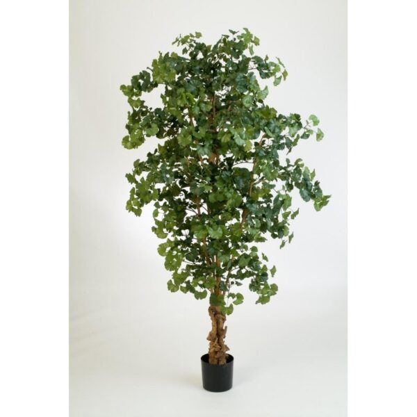 GINGKO SWEET FOREST TREE - 210CM