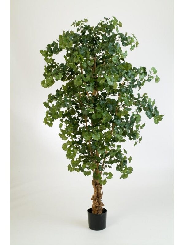 GINGKO SWEET FOREST TREE - 210CM