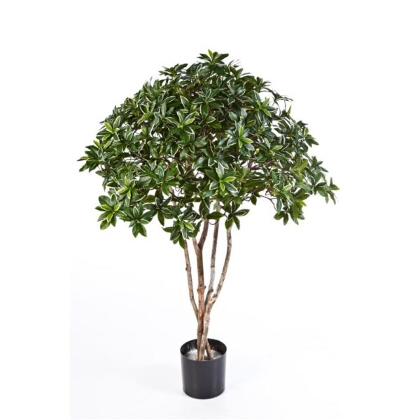 EUONYMUS JAPONICUS TREE - 120CM