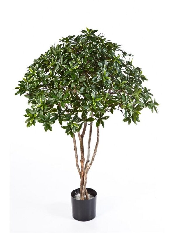 EUONYMUS JAPONICUS TREE - 120CM