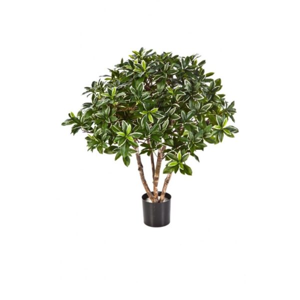 EUONYMUS JAPONICUS BU - 75CM