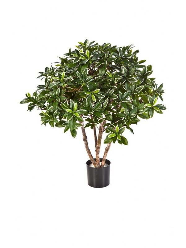 EUONYMUS JAPONICUS BU - 75CM