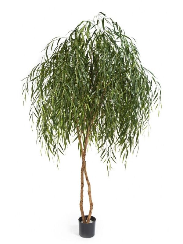 WILLOW TREE - 240CM