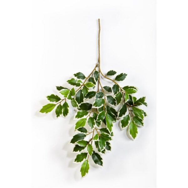 FICUS VARIEGATA FOLIA SPRAY X 64 - 48CM