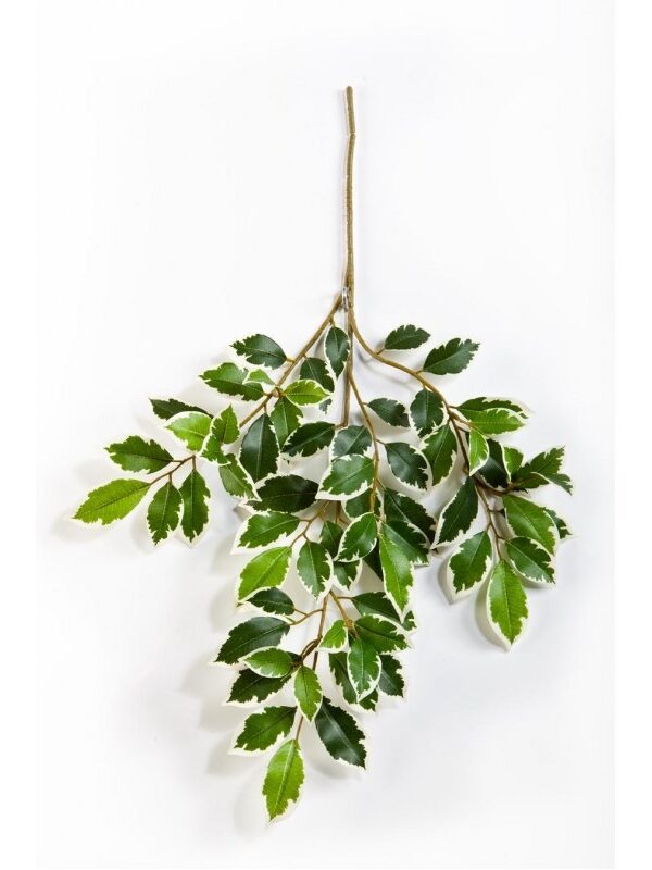 FICUS VARIEGATA FOLIA SPRAY X 64 - 48CM