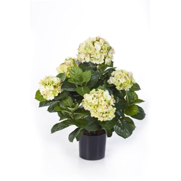 HYDRANGEA CESPUGLIO DE LUXE CON VASO - 53CM
