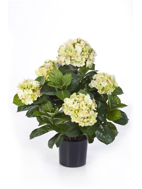 HYDRANGEA CESPUGLIO DE LUXE CON VASO - 53CM