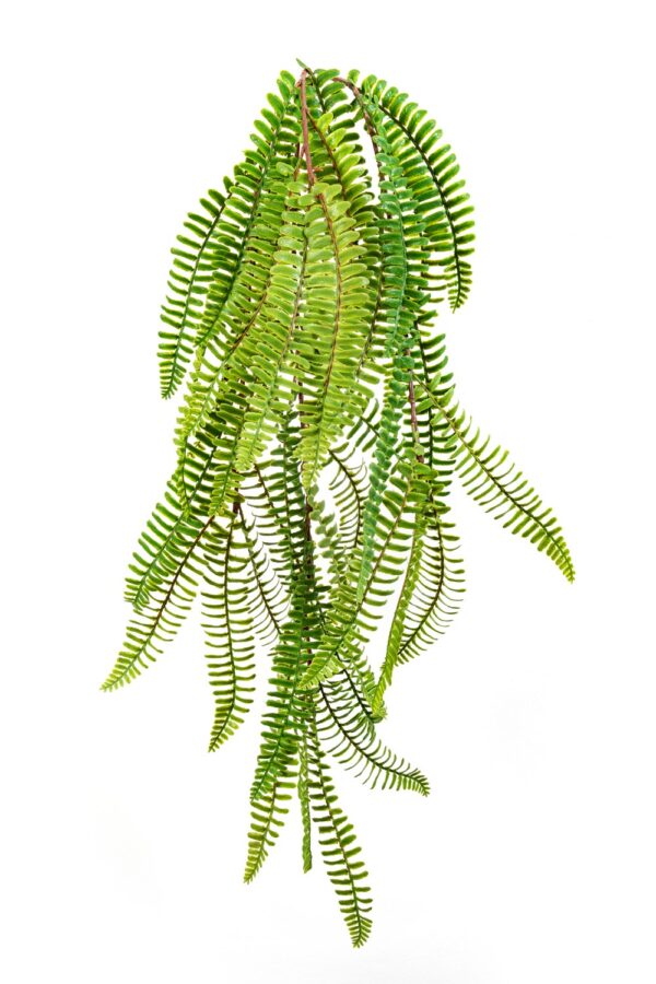 FERN BOSTON WILD SOSPESA BU - 60CM