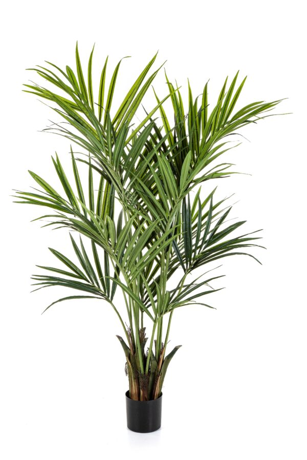 KENTIA NATURAL PALM DE L - 250CM FIRE RESISTANT