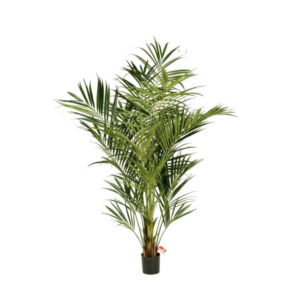 KENTIA NATURAL PALM DE L - 486CM FIRE RESISTANT