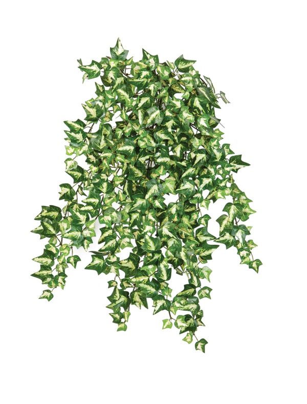 IVY VARIEGATA X 560