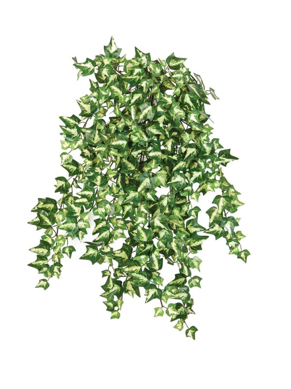 IVY VARIEGATA X 560
