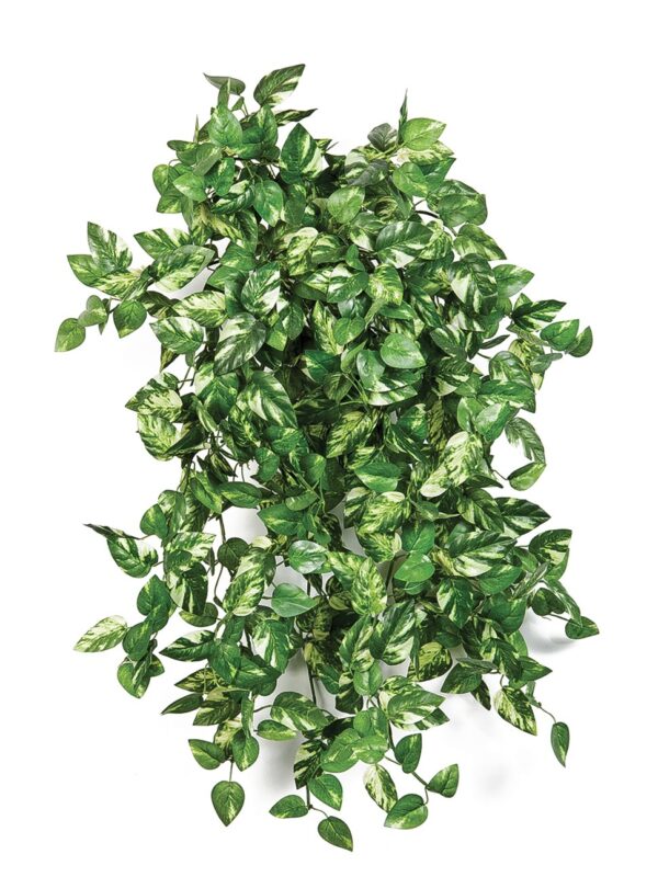 MINI POTHOS CESPUGLIO X 560