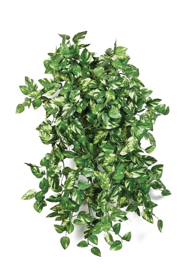 MINI POTHOS CESPUGLIO X 560