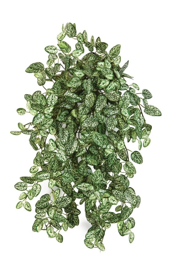 MINI HYPOESTES X 560