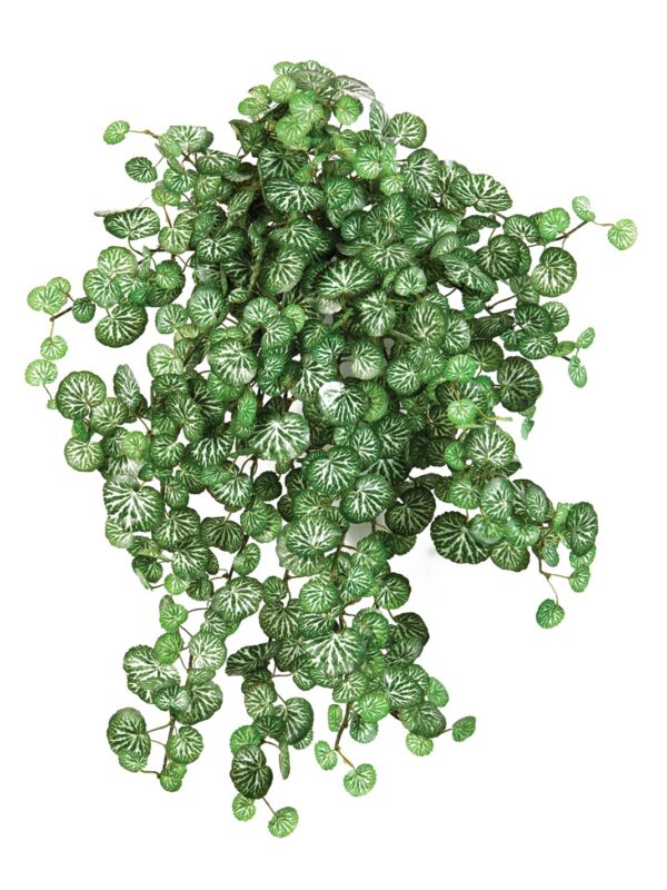 MINI SAXIFRAGA X 560