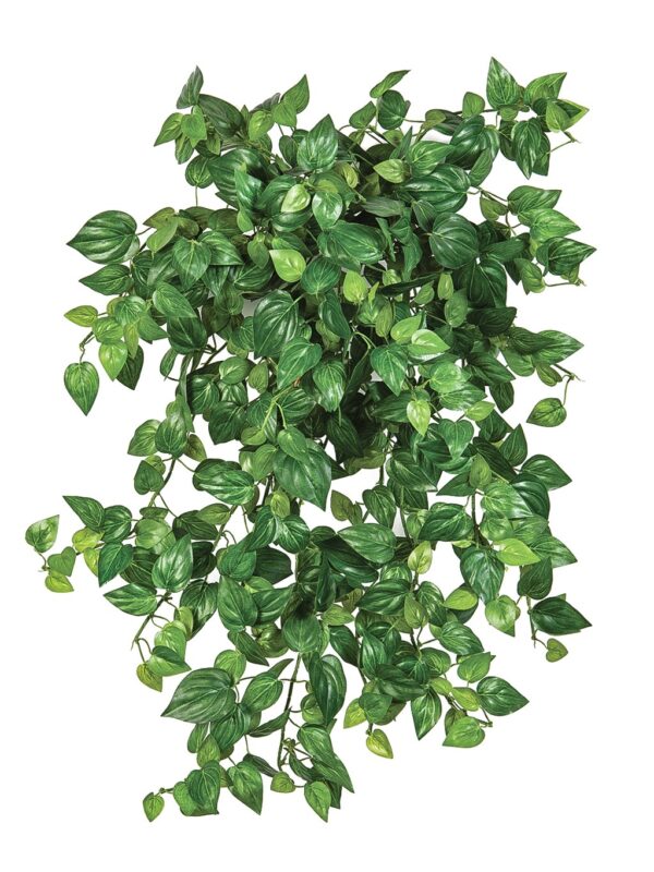 MINI PHILODENDRON X 560