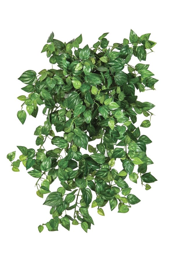 MINI PHILODENDRON X 560