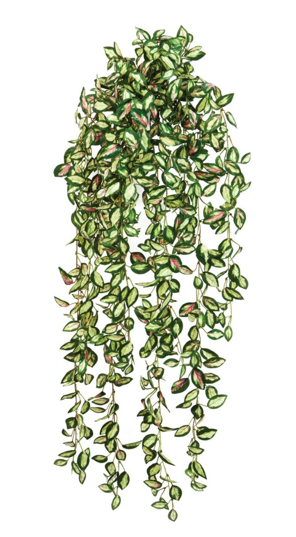 HOYA SOSPESA CESPUGLIO - 85CM