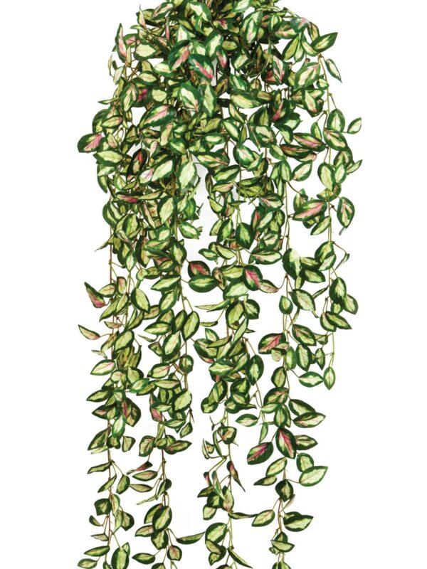 HOYA SOSPESA CESPUGLIO - 85CM