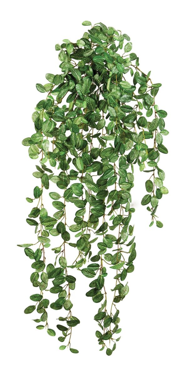 FITTONIA SOSPESA CESPUGLIO - 85CM