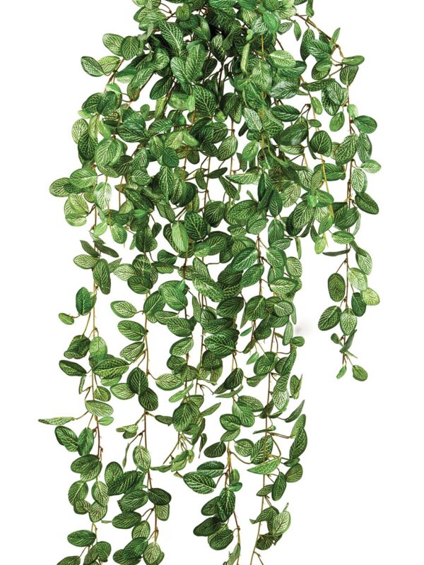 FITTONIA SOSPESA CESPUGLIO - 85CM