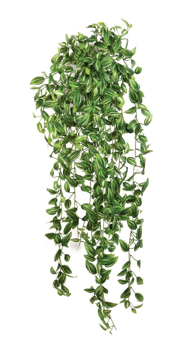 TRADESCANTIA SOSPESA CESPUGLIO - 85CM