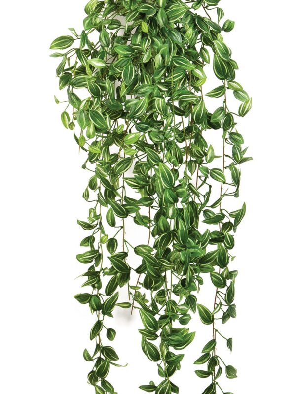 TRADESCANTIA SOSPESA CESPUGLIO - 85CM