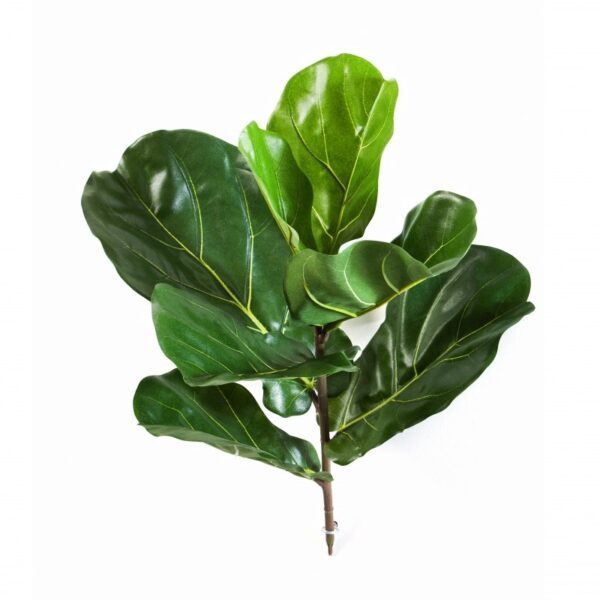 FIDDLE FOGLIA SPRAY X 7 LVS - 58CM