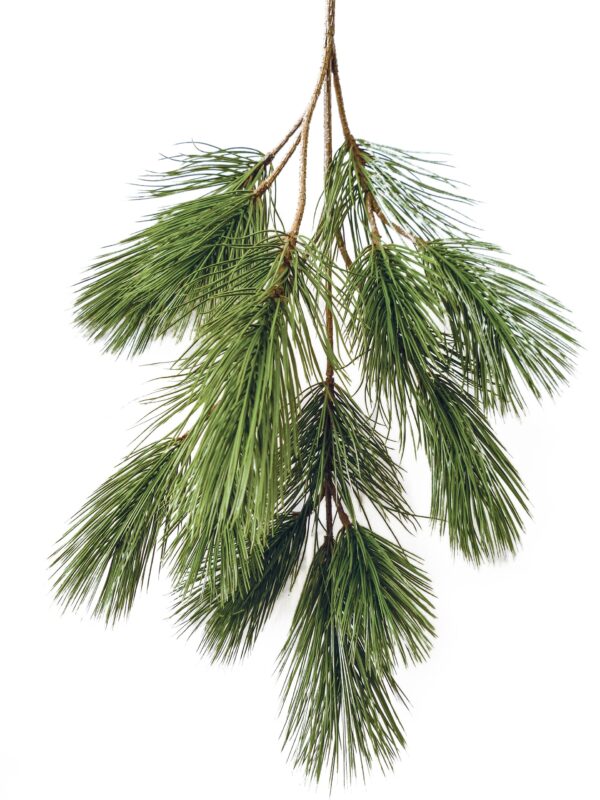 PINUS BONSAI SPRAY X 18 - 90CM