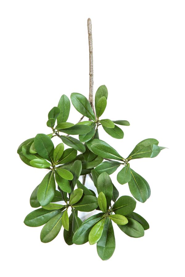 PITTISPORUM LIGHT VERDE - 66CM FIRE RESISTANT