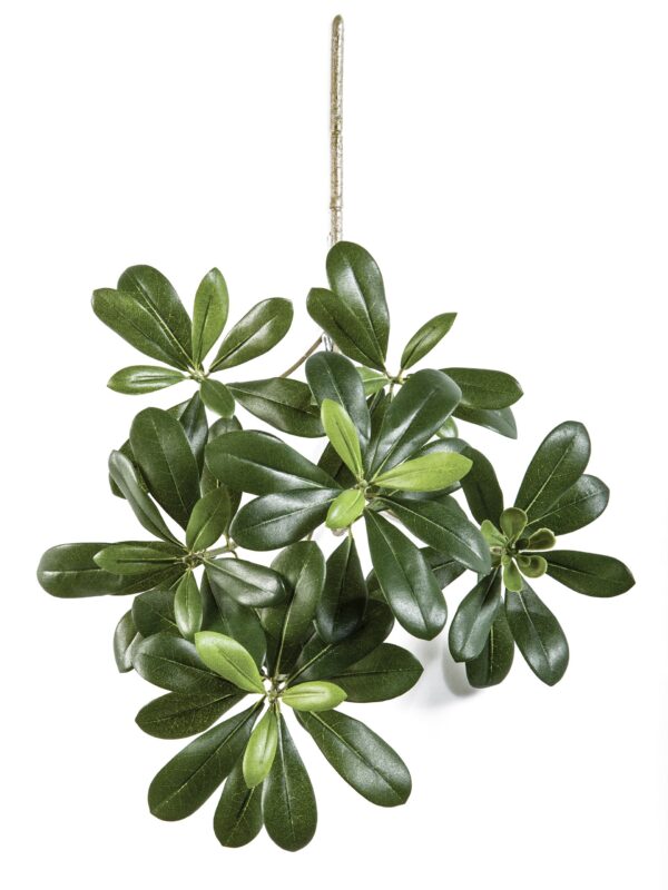 PITTISPORUM MOUNTAIN SPRAY - 40CM