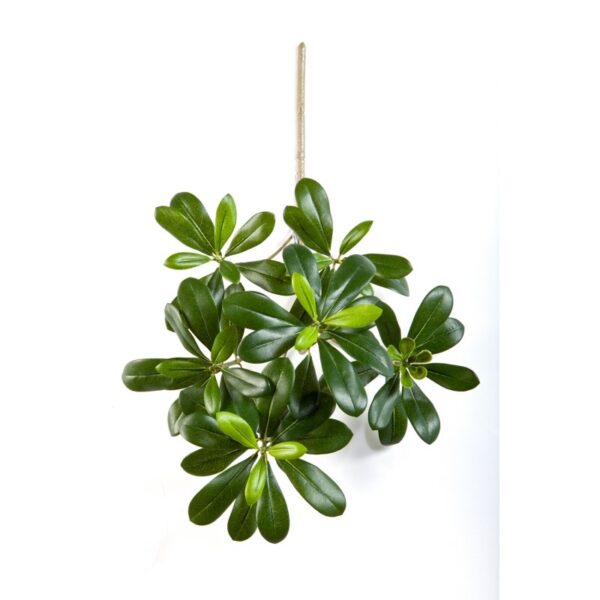 PITTISPORUM MOUNTAIN SPR - 66CM FIRE RESISTANT