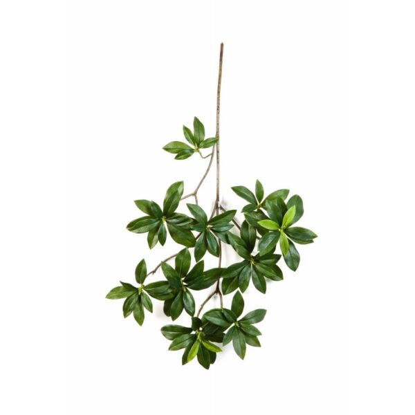 EUONYMUS JAPONICUS SPRAY - 55CM