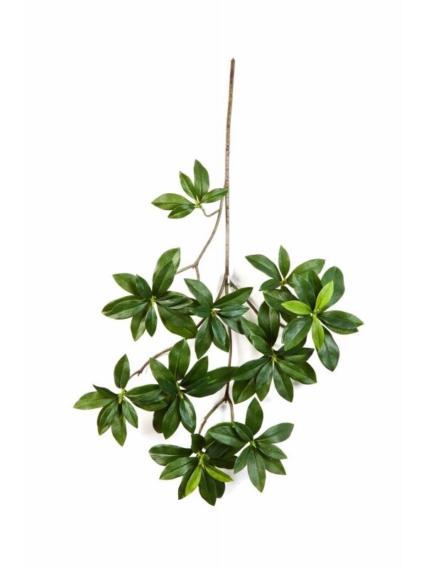 EUONYMUS JAPONICUS SPRAY - 55CM