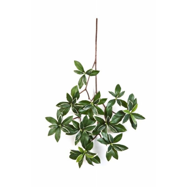 EUONYMUS VARIEGATA JAPONICUS SPR - 55CM