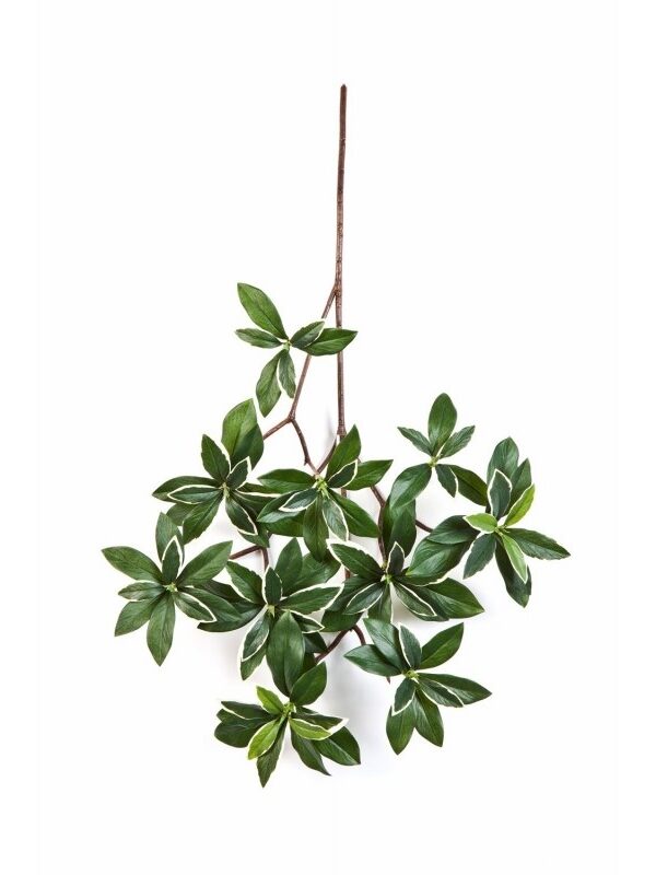 EUONYMUS VARIEGATA JAPONICUS SPR - 55CM