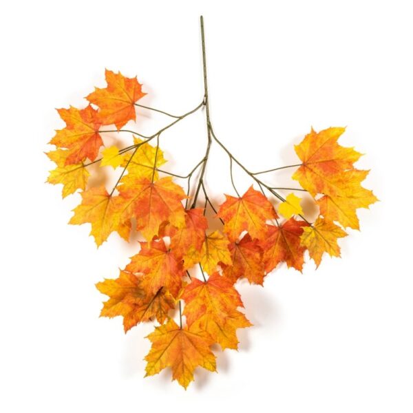 ACERO AUTUMN SUGAR X 23 - 80CM