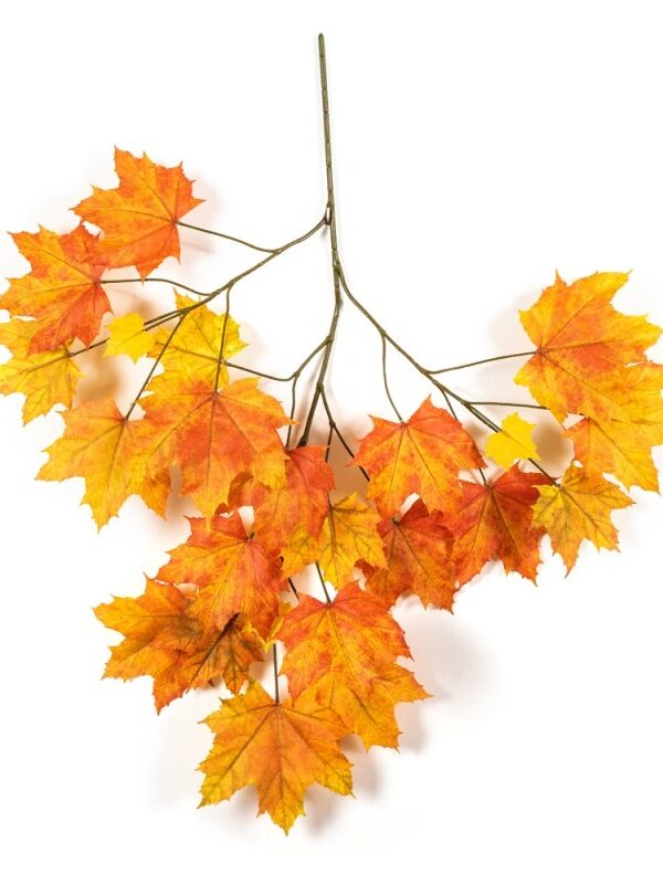 ACERO AUTUMN SUGAR X 23 - 80CM