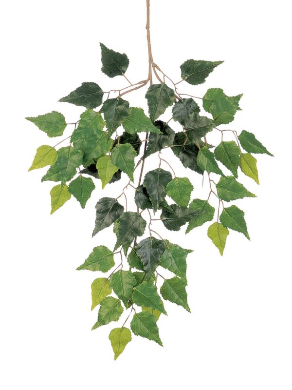 BIRCH SPRAY X 3