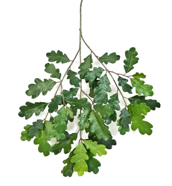 QUERCIA COMMON SPRAY - 60CM