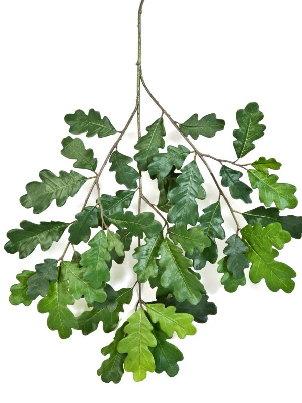 QUERCIA COMMON SPRAY - 60CM