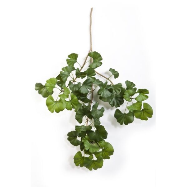 GINGKO SWEET SPRAY X 52 - 60CM