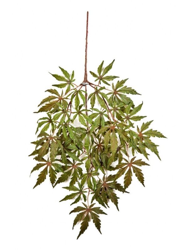 ACERO JAPANESE SPRAY X 36 - 60CM