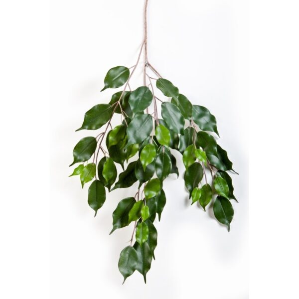 FICUS EXOTICA SP FIRE RESISTANT
