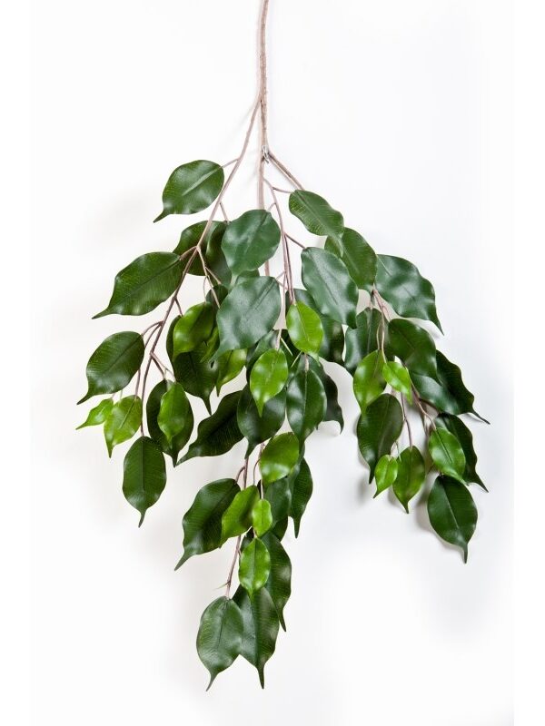 FICUS EXOTICA SPRAY X 55