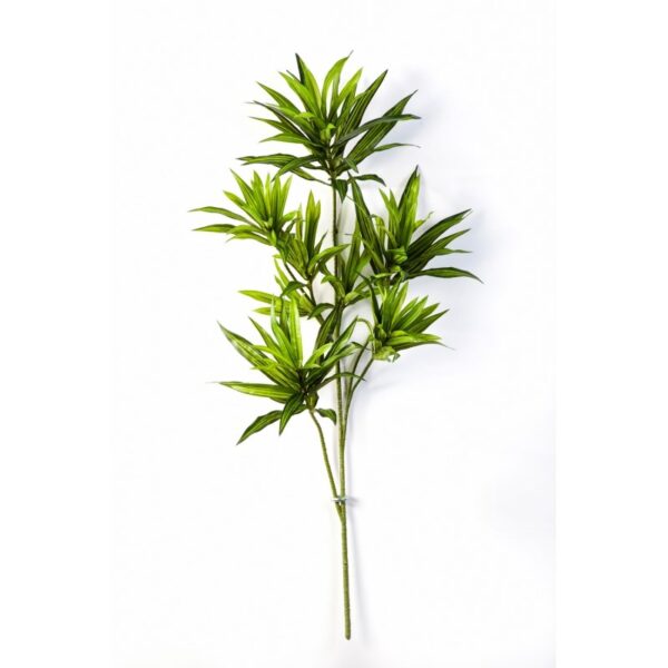 DRACAENA REFLEXA SPRAY - 70CM
