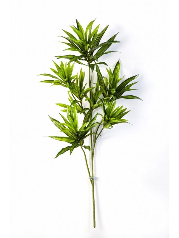 DRACAENA REFLEXA SPRAY - 70CM