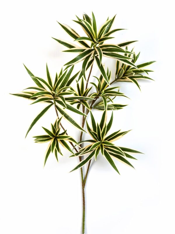 DRACAENA VARIEGATA REFLEXA SP - 141CM FIRE RESISTANT